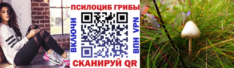 Псилоцибиновые грибы Cubensis  Лениногорск 